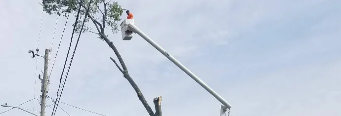 New Horizon crew member in a bucket truck taking down a tree next to the crane truck in Nashville